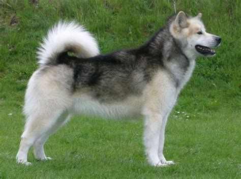 🐶 Greenland Dog - Dog Breed Information, Photo, Care, History - Fello.pet