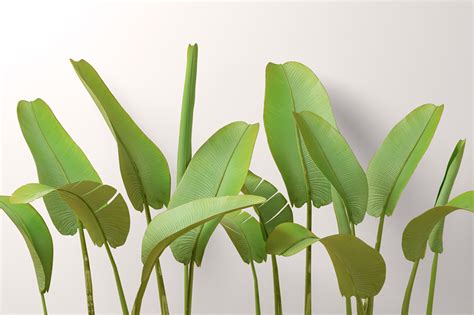 Купить фотообои "Банановые листья вдоль стены салатовые" в интернет ...