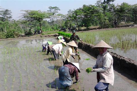 Babinsa Koramil Gandusari Bantu Petani Menanam Padi