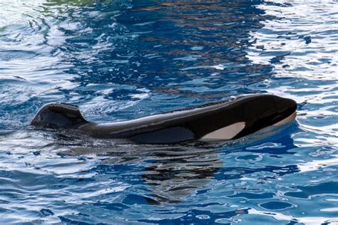 Orka Bilder – Durchsuchen 744 Archivfotos, Vektorgrafiken und Videos ...