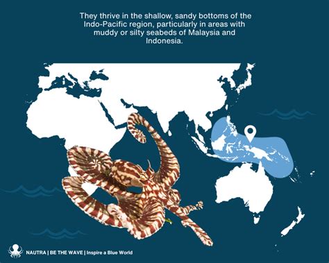 Mimic Octopus | The Ocean’s Impressionist – NAUTRA