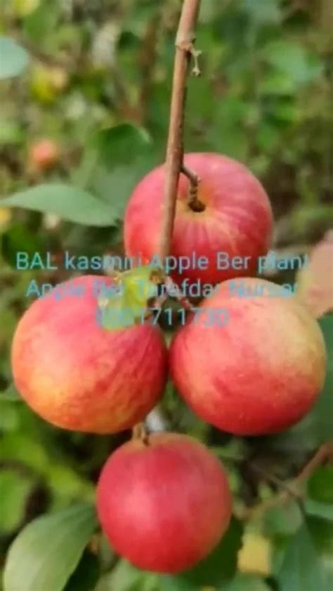 Full Sun Exposure Red Sundari Apple Ber Plant For Fruits At Rs