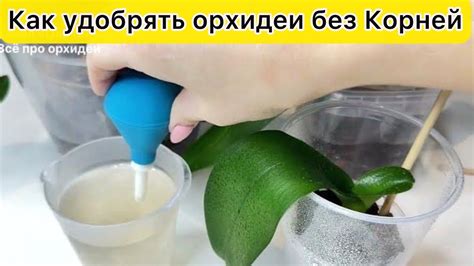 ДАТЬ орхидее БЕЗ КОРНЕЙ УДОБРЕНИЕ для поддержки и роста - YouTube