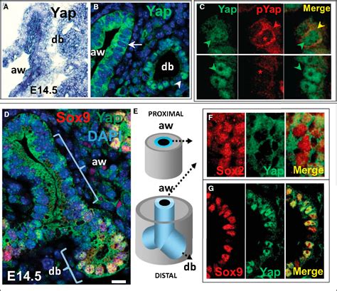 Figure 1 From The Hippo Pathway Effector Yap Controls Patterning And