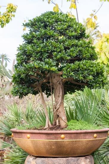 Qual E Il Significato Letterario Della Parola Bonsai Mondo Bonsai