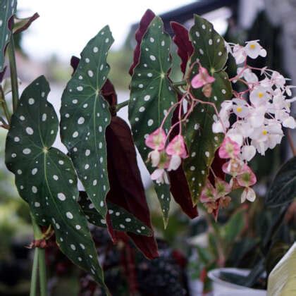 Begonia Maculata Polka Dot Plant Garden Express