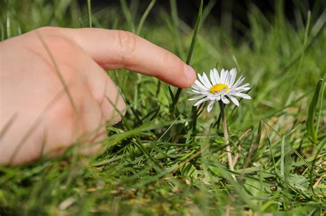 Flor Margarida Dedo Foto Gratuita No Pixabay Pixabay