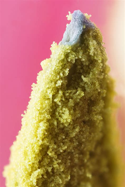 Free photo: Pollarding - Arborial, Bspo06, Dunedin - Free Download - Jooinn