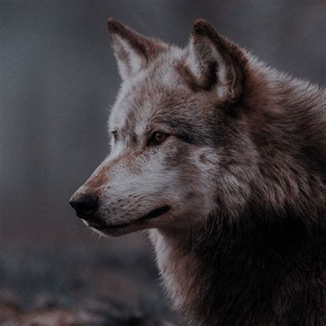 Eurasian Wolf Artofit