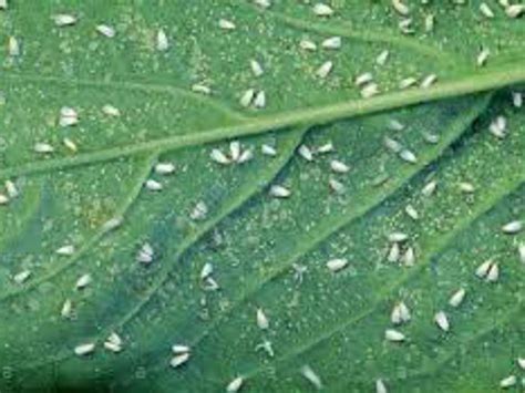 Mosca Blanca Fumigasin Control De Plagas