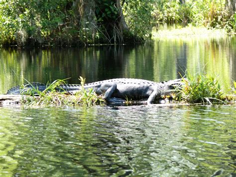 Travels And Discoveries Cypress Gardens