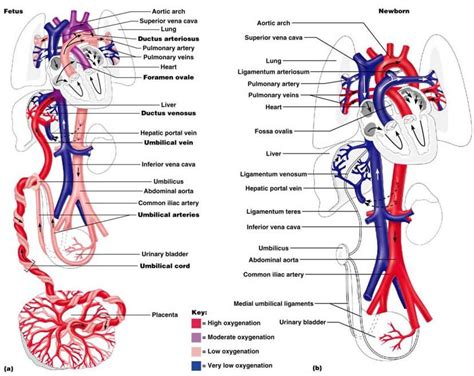 Umbilical Vein Anatomy