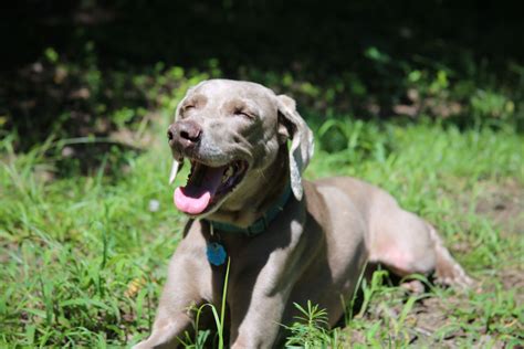 Beautiful Female Weimaraner Dog Available for Adoption in Wagener, SC