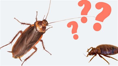 Bed Bug Vs Roach Key Differences Bites And Control Strategies