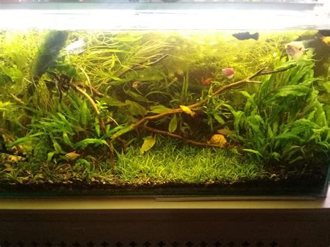 Аквариумы наших одноклубников | Пикабу