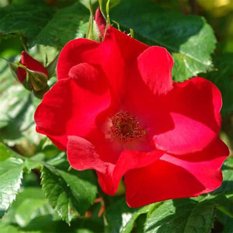 Роза морщинистая красная - купить в питомнике растений