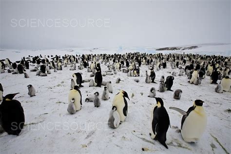 Photograph | Emperor Penguin colony, Antarctica | Science Source Images