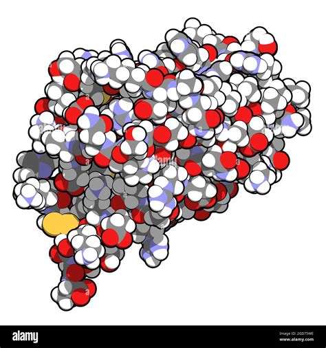 Interleukin 4 IL 4 Cytokine Protein 3D Illustration Stock Photo Alamy