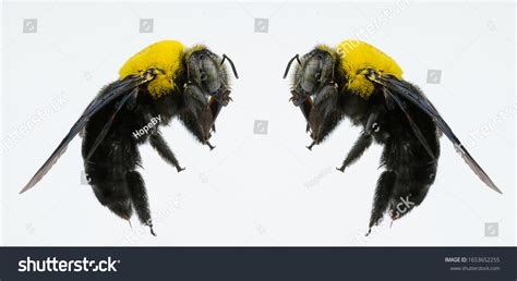 Carpenter Bee Isolated Over White Backgroud Stock Photo 1653652255 ...