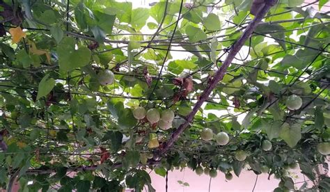 The Ultimate Guide To Passionfruit Growing Stages