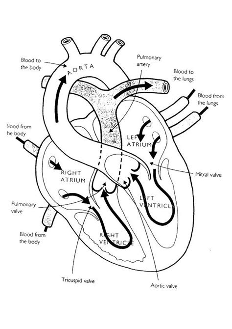 Anatomy And Physiology Coloring Pages Free at GetColorings.com | Free