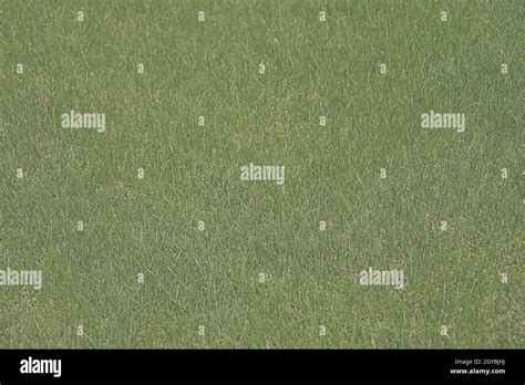 green background  soft grass texture stock photo alamy