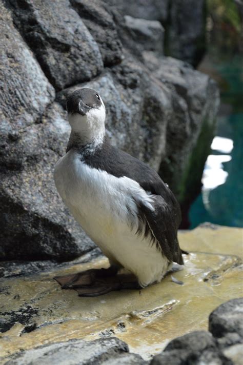 Arau-Comum | Uria Algee | José Lucas | Flickr