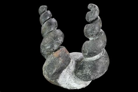 Two, Large Devonian Gastropod Fossils - Issoumour, Morocco (#125493 ...