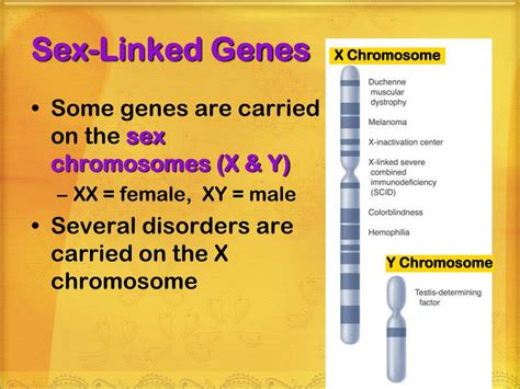 Ppt Sex Linked Genes Genetic Disorders Powerpoint Presentation Id