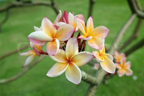 Tropische Blumen Frangipani Plumeria Stock Bild Colourbox