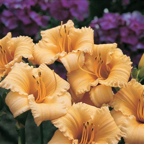 Hemerocallis Daylily Apricot Sparkles Reblooming Shade Loving