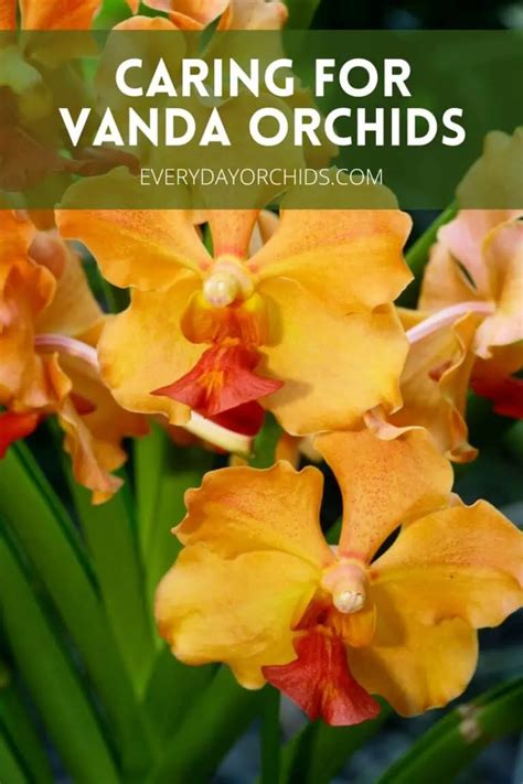 Vanda Orchid Care Guide - Everyday Orchids