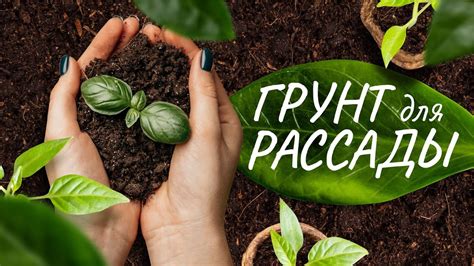ГРУНТ для РАССАДЫ - YouTube