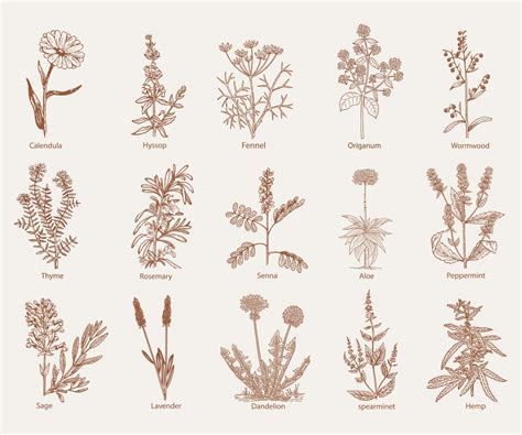 Medicinal Herbs Plants Clipart Free Stock Photo - Public Domain Pictures