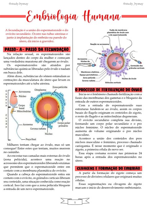 Resumo Embriologia Humana Resumos Enem Escola De Medicina Material