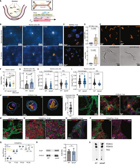 Mechanopathology Of Biofilm Like Mycobacterium Tuberculosis Cords Cell