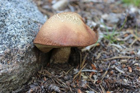 Безплатна снимка : природа, гора, туризъм, див, кафяв, почва, фауна, на ...