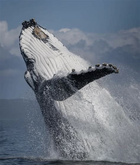 Best Time to See Whales Australia
