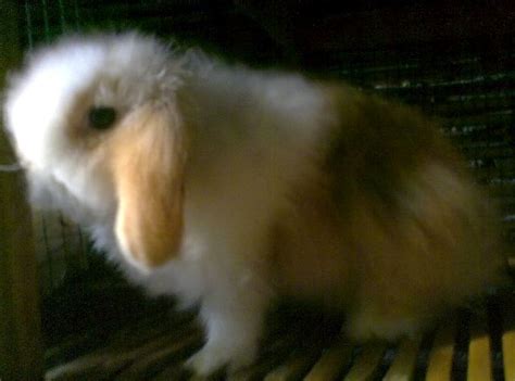 Memelihara Kelinci Kelinci Lop English Lop Holland Lop Dsb