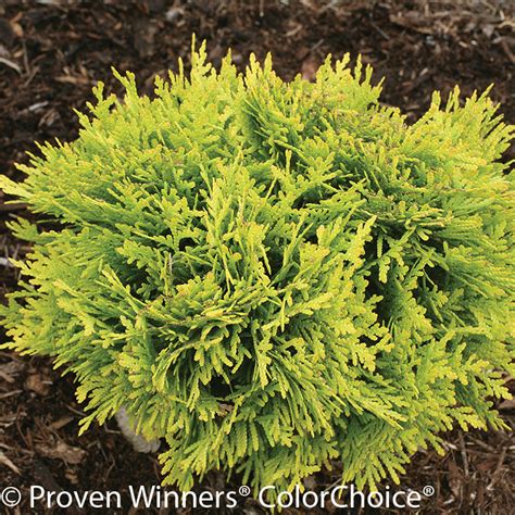 Rheingold Arborvitae Plant Addicts