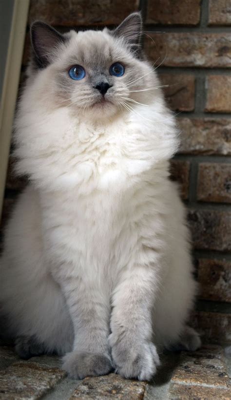blue point ragdoll ragdoll cat breed cat breeds kittens cutest
