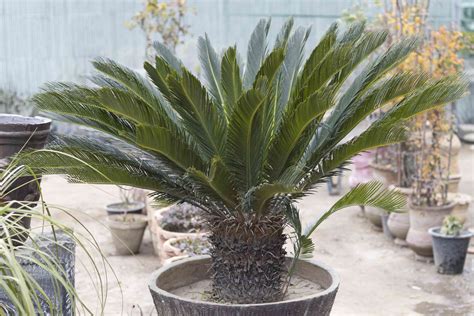 Sago Palm Toxicity in Dogs