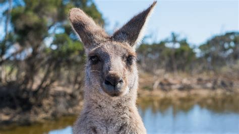 Modelki W Bikini Zaatakowane Przez Kangura WIDEO Polsat News