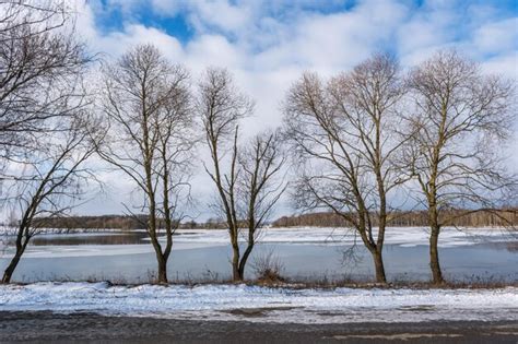 Premium Photo Silhouettes Of Naked Trees Against The Background Of A Winter Frozen Lake And A