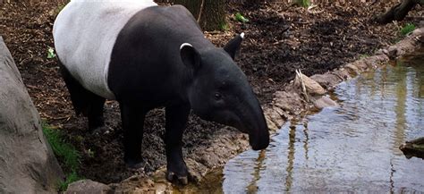 Tapir, Malayan - Louisville Zoo