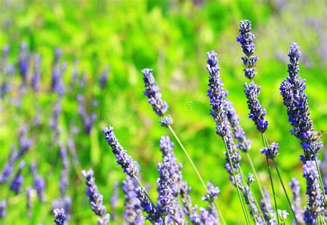 Lavender Field On Island Hvar, Croatia Stock Photo - Image of ...