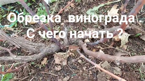 Обрезка винограда,что делать? - YouTube