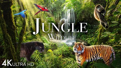 jungle wildlife   animals  call  jungle home rainforest