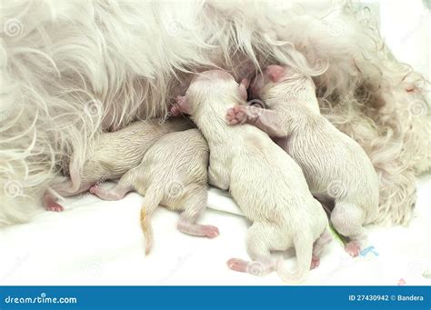Maltese Newborn Puppys Stock Photo Image Of Puppy Maltese 27430942