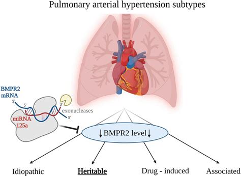 Etiologies Of Pulmonary Arterial Hypertension Pah Low Level Of Bone Download Scientific